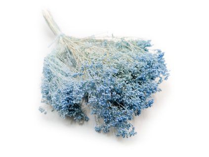 Sušený Broom Bloom - Modrá
