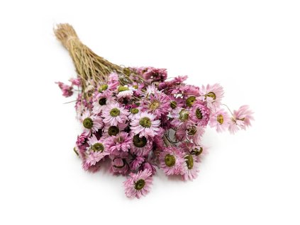 Sušená Imortelka, Slaměnka - (Acroclinium) - růžová