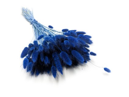 Sušený Králičí ocas - (Lagurus) - Dark Blue