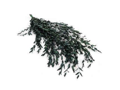 Stabilizovaný eukalyptus Parvifolia - zelený