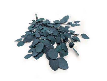 Stabilizovaný eukalyptus Populus - tmavě zelený
