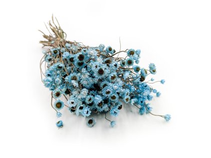 Sušené Ammobium Prémium – (Ammobium alatum) – Azurová