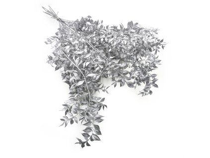 Stabilizovaný Ruskus - (Ruscus) - Stříbrný