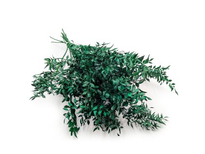 Sušený Ruskus - (Ruscus) - Zelený