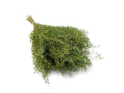 Řeřicha (Lepidium sativum) - Zelené