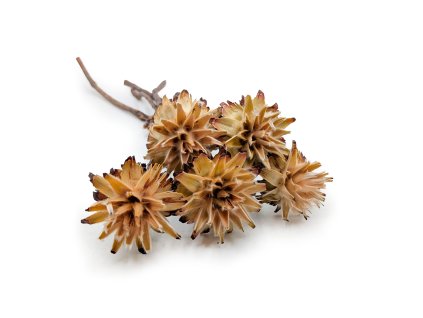 Plumosum - (Leucospermum plumosum) - krémové - 5 ks