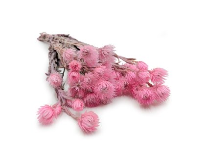 Sušená Kaaps flower - (Phaenocoma prolifera) - Světle růžová