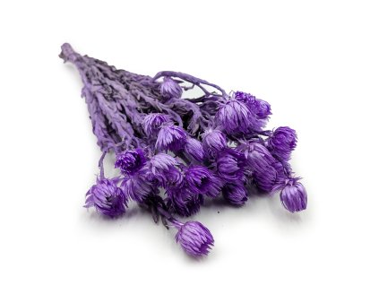 Sušená Kaaps flower - (Phaenocoma prolifera) - Levandulový