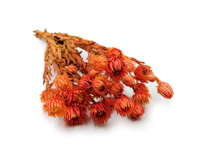 Sušená Kaaps flower - (Phaenocoma prolifera) - Oranžový