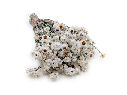 Sušené Ammobium Prémium – (Ammobium alatum) – Přírodní bílá