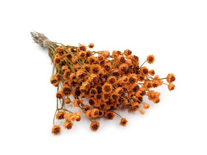 Sušené Ammobium Prémium – (Ammobium alatum) – Oranžové