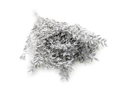 Stabilizovaný Ruskus - (Ruscus) - mátově bělený