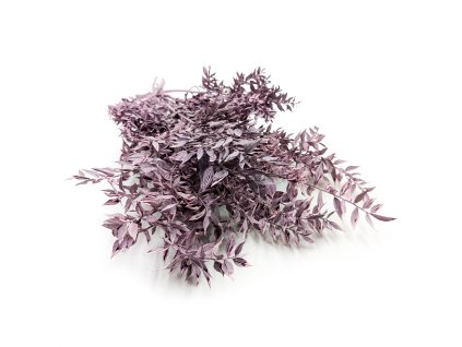 Stabilizovaný Ruskus - (Ruscus) - mátově fialový