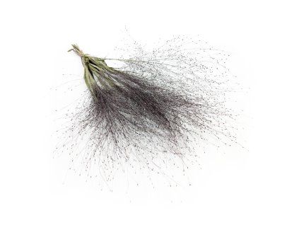 Proso prutnaté (Panicum virgatum) - Prírodné