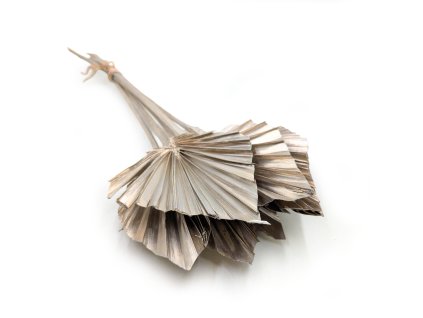 Sušená řezaná palma (Palm Spear) - Bílé zlato kopí
