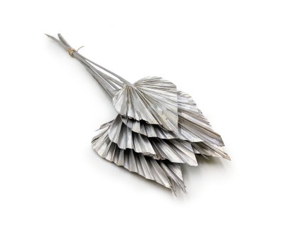 Sušená řezaná palma (Palm Spear) - Stříbrná platina - Kopí