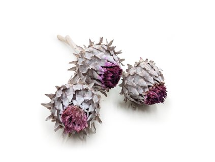 Sušený Artičok – Cynara – Whitewashed