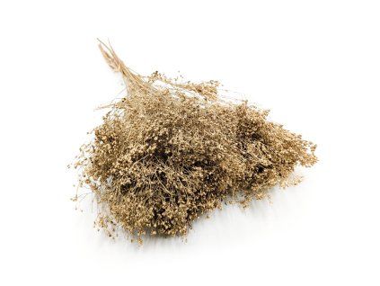 Sušený Broom Bloom - Zlatá
