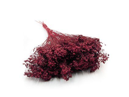 Sušený Broom Bloom - Bordová