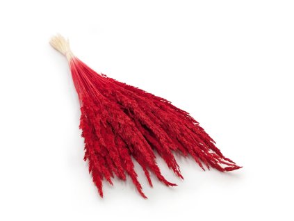 Sušená Třtina křovištní - Láhvově zelená