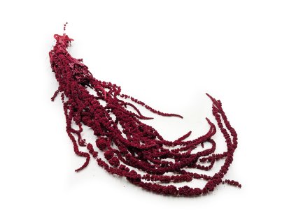 Stabilizovaný Laskavec - Amarant - bordó