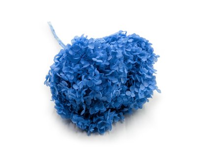 Stabilizovaná hortenzie (Hydrangea Cabeza) - Royal - Modrá