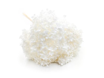 Stabilizovaná hortenzie (Hydrangea Cabeza) - Royal - Bělená