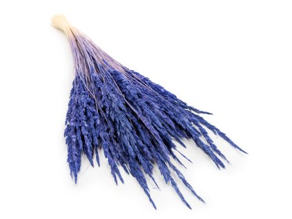 Třtina křovištní (Calamagrostis epigejos) - tmavě modrá