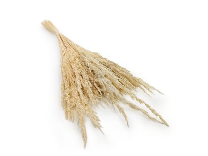 Třtina křovištní (Calamagrostis epigejos) -vybělená