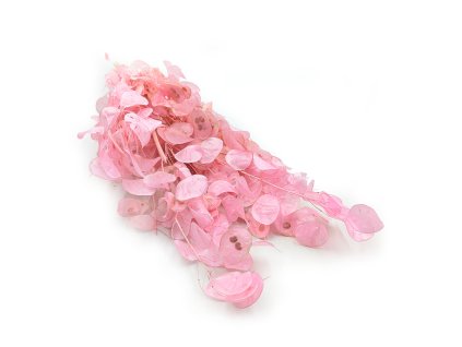 Sušená Měsíčnice (Lunaria) - Pudrově růžová