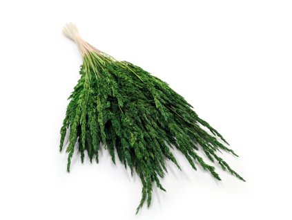 Třtina křovištní (Calamagrostis epigejos) - zelená