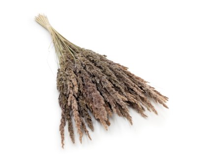 Třtina křovištní (Calamagrostis epigejos) - přírodní