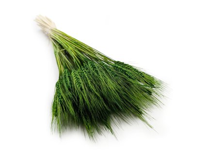 Tritikále (Titicosecale) - Láhvově zelené