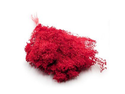 Sušený Broom Bloom - Červená