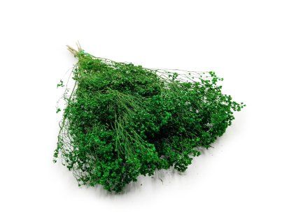 Sušený Broom Bloom - Zelená