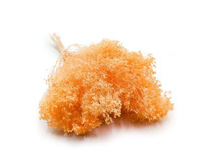 Sušený Broom Bloom - Broskyňová