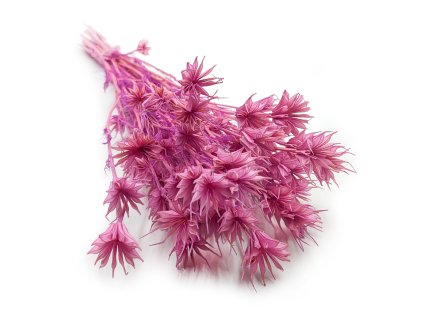 Sušená Nigella - (Nigella Orientalis) - lila