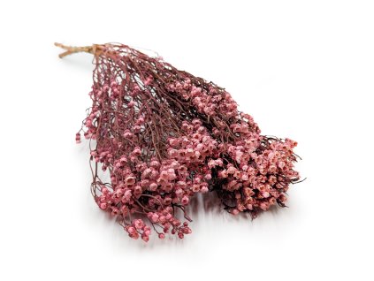 Sušená Oxodia - světle růžová