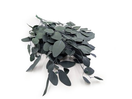 Stabilizovaný eukalyptus Populus - zelený