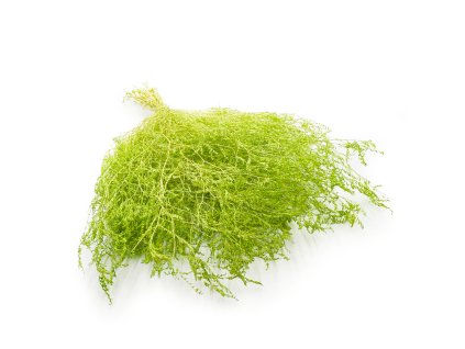 Sušená Limonka širokolistá (Limonium Latifolium) - světle zelená