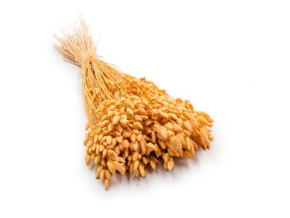 Sušená Třeslice (Briza maxima) Velká - Broskvová
