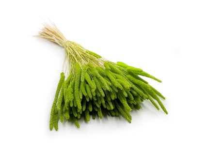 Sušený Bojínek luční - Světle zelený