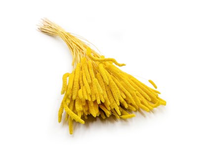 Sušený Bojínek luční - Žlutý