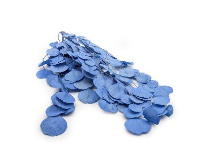 Stabilizovaný eukalyptus Populus - Royal - Modrá