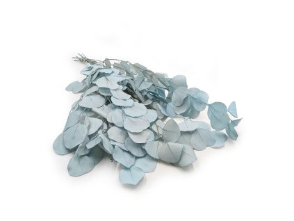 Stabilizovaný eukalyptus Populus - Royal - Světle modrý