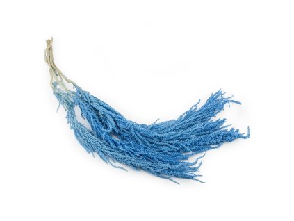 Stabilizovaný Laskavec - Amarant - Royal - světle modrý