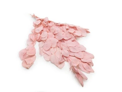 Stabilizovaný eukalyptus Populus - Royal - Světle růžový