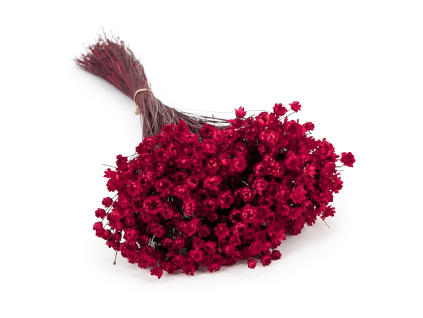 Sušená Glixia - (Comanthera) - červená - 50g