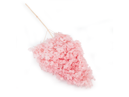 Hortensja Conical soft pink