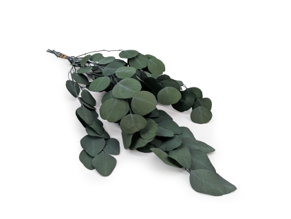 Populus zielony ROYAL